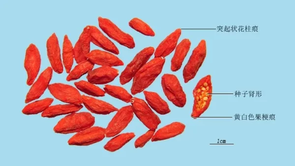 男人泡酒必知的5味基础药材，老黄8年经验总结